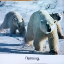 43 Polar Bears 이미지