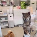 노노펫 이미지
