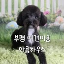 가람애견미용샵 | 부평 애견미용 아콩하우스 강아지 미용샵 후기