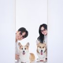 대구 반려견동반 가족사진 달서구사진관 내돈내산후기 [내가찾는사진관]