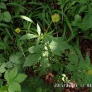 금대봉의 꽃들-1:큰뱀무/붉은참반디/꽃쥐손이풀/속단 이미지