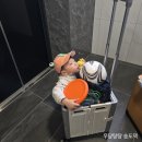 [4살 아이랑]세종 러블리 키즈펜션 후기🏡+ 정동체험마을·카페밀크 방문기(피자만들기, 소 우유·먹이...
