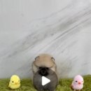 광주강아지분양 블랑펫 이미지