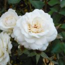 장미농장2 이미지