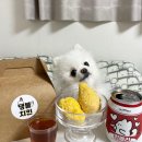 댕블댕블 이미지