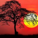 Shadow of the tree (HD1080p) 이미지