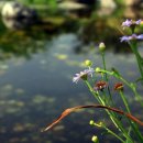 그림자호수 이미지