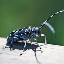 하늘소농장 이미지