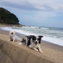 망양스쿠버민박 이미지