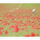 야생화단지 이미지