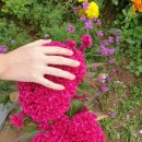 행복을주는꽃 이미지