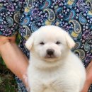 한국진돗개육종연구소 이미지