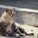 행복한고양이 티스토리