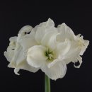 아마란스 이미지