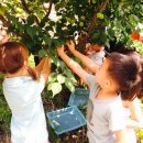 팜스신나는유치원 이미지