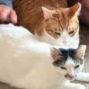 꽁지 | 고양이 스케일링 후기 (마취·비용·회복) + 꽁지 접종까지, 집사가 느낀 점