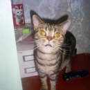 야옹하다 이미지