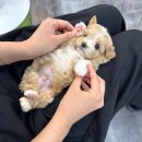 야옹아멍멍해봐삼각점 | [공지] 광주강아지분양 광주고양이분양 '분양중인 아가들🤍'[야옹아멍멍해봐 삼각점]