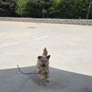 행복하시개 이미지