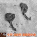 비바동물병원 이미지