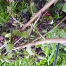 두곡한우농장 이미지