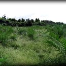 청솔농원 이미지