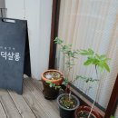 비덕살롱