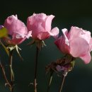 약초화한의원 이미지