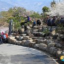 들에핀 매화 이미지