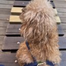 남뽕애견샵 이미지