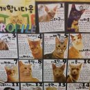 고양이다락방 이미지