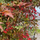 삼우농장 이미지