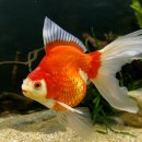 채형농장 이미지