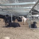 염소농장 이미지