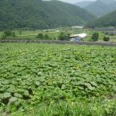 초갯골농장표 단호박 판매합니다.. [ 판매종료 ] 이미지