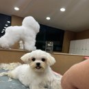 정애견미용학원 티스토리