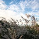 새별오름 이미지