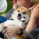 시바나라 이미지