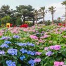 부천힐링팜약국 | ​ 🌸 ​[2026 최신] 6월 전국 꽃축제 일정 총정리 | 장미·수국·라벤더·양귀비·데이지·연꽃 지역별 명당...