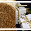 별빛아리수 이미지