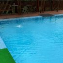 도당애견 이미지