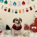 쥬쥬퍼피 이미지