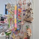 펫엔글라이더 대전점 이미지