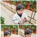 4월 9일(화) - 갈마 딸기농장 딸기따기 이미지