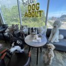 도그 어바웃 이미지