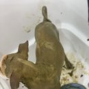 복이네 애견 미용 이미지