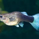 구피 카카오 검색결과