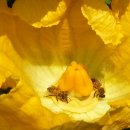 꽃 꿀방 이미지