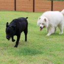 도그바이러스 이미지