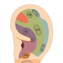 귀 건강학(이혈테라피) | 가톨릭대 귀통역사 이혈테라피 면접 후기
